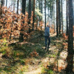 Camminando in una foresta di pini, con la primavera alle porte.